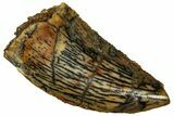 Serrated Raptor Tooth - Real Dinosaur Tooth #298270-1